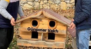 Kış öncesi sokak kedilerine şefkat eli