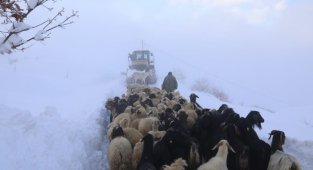 Beydağı'nı aşan Battalgazi Belediyesi ekipleri, üretici ve hayvanlarını kardan kurtardı
