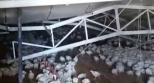 Çiftliğin çatısı kar nedeniyle çöktü, binlerce tavuk telef oldu