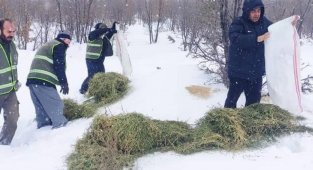 Doğanşehir'de doğada yaşayan hayvanlar unutulmadı