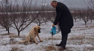 Doğanşehir'de sokak hayvanlarını unutmadı