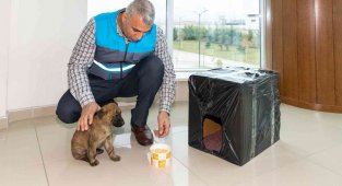 Donmak üzere olan yavru köpeği MASKİ personelleri kurtardı