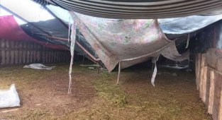 Kar nedeniyle çöken ağılda 28 küçükbaş hayvan telef oldu