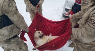 Karda yaralı halde bulunan Köpek'e jandarma şefkati