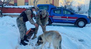 Sokak hayvanlarına güvenlik güçlerinden şefkat