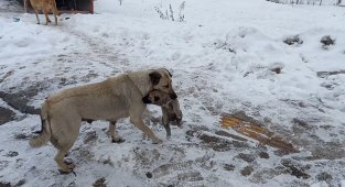 Yaramaz yavru köpeğe anne şefkati