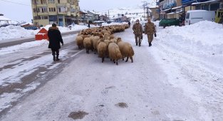 Yoğun kar yayladaki sürüleri yerinden etti