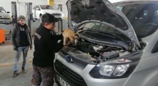 Isınmak için girdiği aracın motorundan çıkmak istemedi