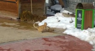 Kedilerin güneş keyfi