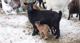 Malatya Hayvanat Bahçesi'nin üye sayısı artıyor