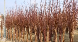 Üretici kayısı fidanına büyük ilgi gösteriyor