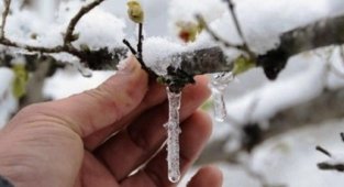 Meteorolojiden Zirai Don Uyası