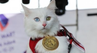 Mia, En Güzel Van Kedisi Seçildi