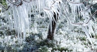 Açık Unutulan Fıskiye Kayısı Ağaçlarının Donmasına Neden Oldu