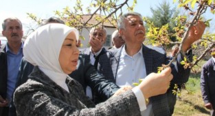 Çalık: Malatya'da zirai don nedeniyle hasar tespit çalışmaları başladı