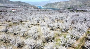 Kayısı üreticilerine zirai don uyarısı