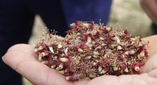 Kayısıda hasar tespiti ay sonunda tamamlanacak
