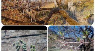 Malatya'da Kayısıyı Don Vurdu