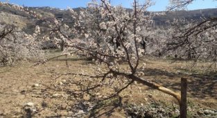 Malatya'da kimliği belirsiz kişiler kayısı ağaçlarına zarar verdi