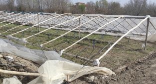 Malatya'da şiddetli rüzgar seralara zarar verdi