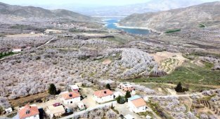 Malatya Kayısı Beyazına Büründü