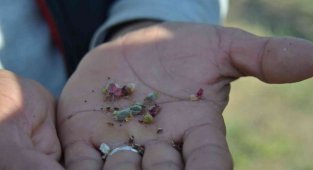 Malatya'da Yaşanan Zirai Don, Kayısıyı Vurdu.