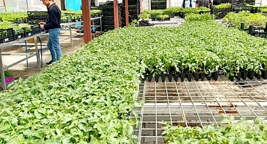 Akçadağ'da 100 Bin Sebze Fidesi Dağıtıldı
