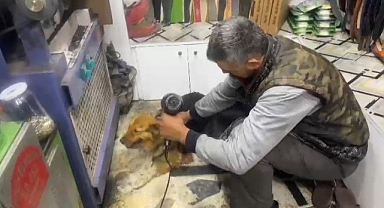 Sokak köpeğini fön makinesiyle kuruladı