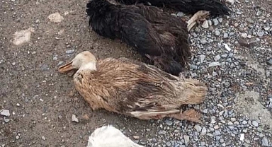 Sokak köpekleri onlarca kümes hayvanını telef etti