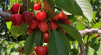 Dalbastı kirazında rekolte düştü kalite yükseldi