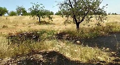 Kayısı bahçesindeki yangın büyümeden söndürüldü