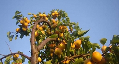 Kayısı meyveleri kartpostallık görüntüler oluşturdu