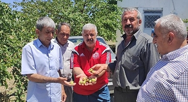 Kayısıyı bu kez dolu vurdu