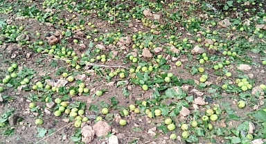 Malatya'da sağanak ve dolu meyvelere zarar verdi