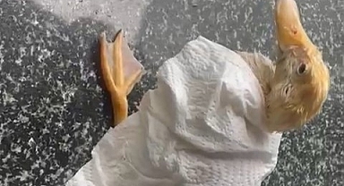 Malatya'da sağanak yağış hayvanları da vurdu