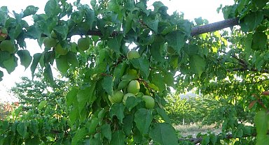 Malatya'da kayısı üreticisi hasat için gün sayıyor