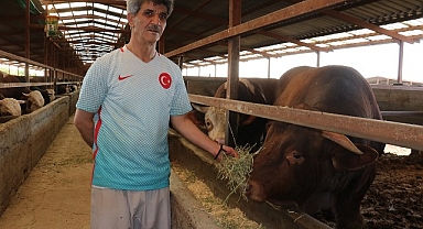1 Ton Ağırlığındaki Kurbanlık Tosun Alıcısını Bekliyor