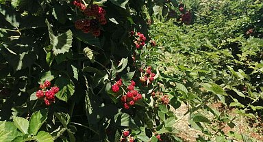 Böğürtlenden sevindiren verim