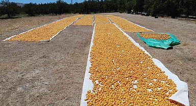 Kuru kayısı ihracatında hedef 500 milyon dolar