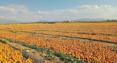Kuru kayısıda 85 bin tonu aşkın üretim hedefleniyor