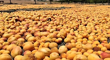 Malatya'da kayısı hasadı başladı