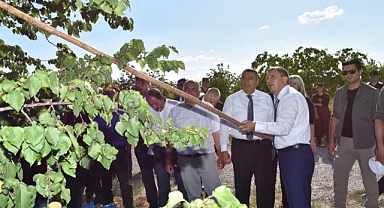 Malatya'da kayısı hasadı sürüyor