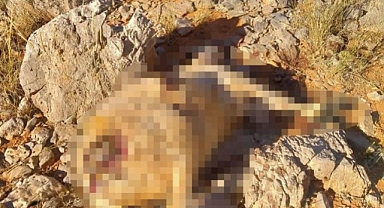 Malatya'da kurtlar 18 koyunu telef etti