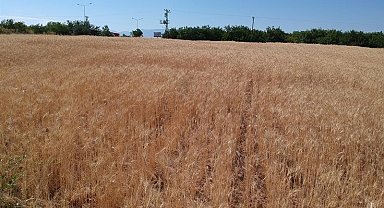 Malatya'da ekilen yeni buğday türünden yüksek verim alındı