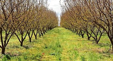 Malatya'da hazine arazileri ağaçlandırılacak