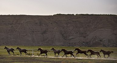 Malatya'da yetiştirilen Arap tayları Bursa'da satılacak