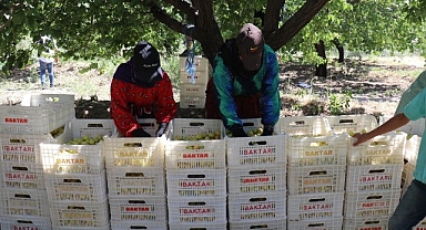 Mevsimlik tarım işçilerinin zorlu mesaisi