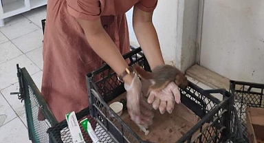 Yaralı baykuş ve sincap koruma altına alındı