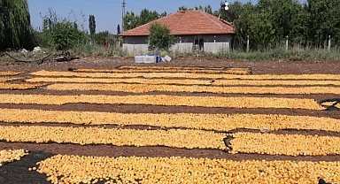 Yüksek rekolte ile sevinen kayısı üreticisi işçi bulamıyor