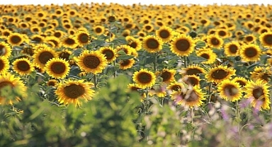 Ayçiçeği tarlaları hasat için gün sayıyor